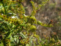 Imagem de Heliotropium messerschmidioides Kuntze