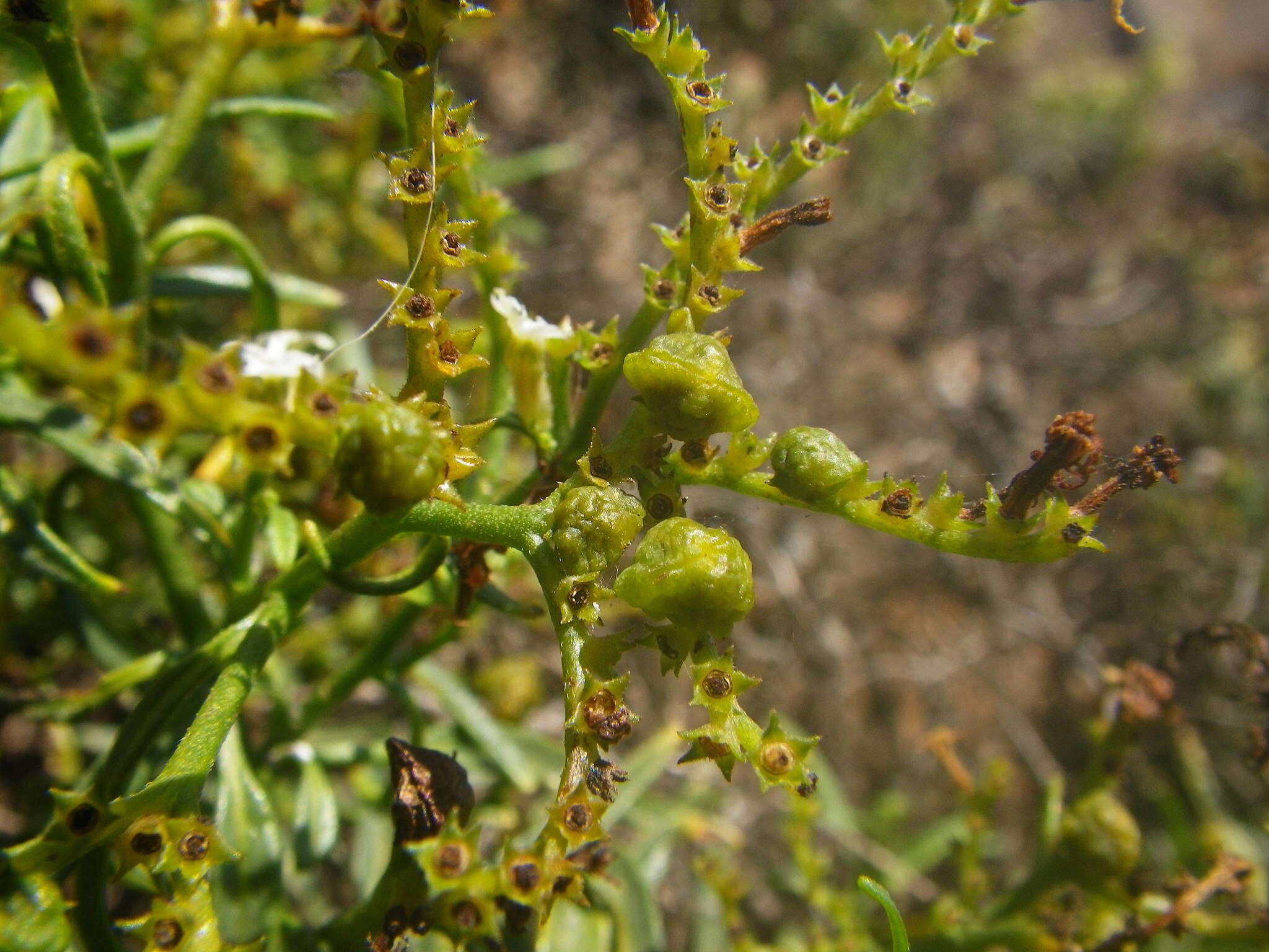 Imagem de Heliotropium messerschmidioides Kuntze