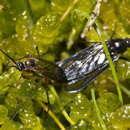 Image of Australosymmerus aculeatus (Edwards 1921)