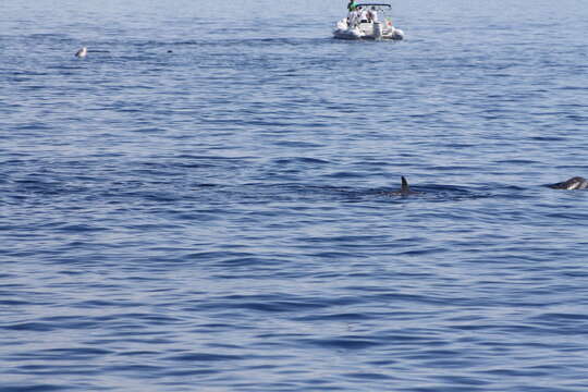 Image of Blue-white Dolphin