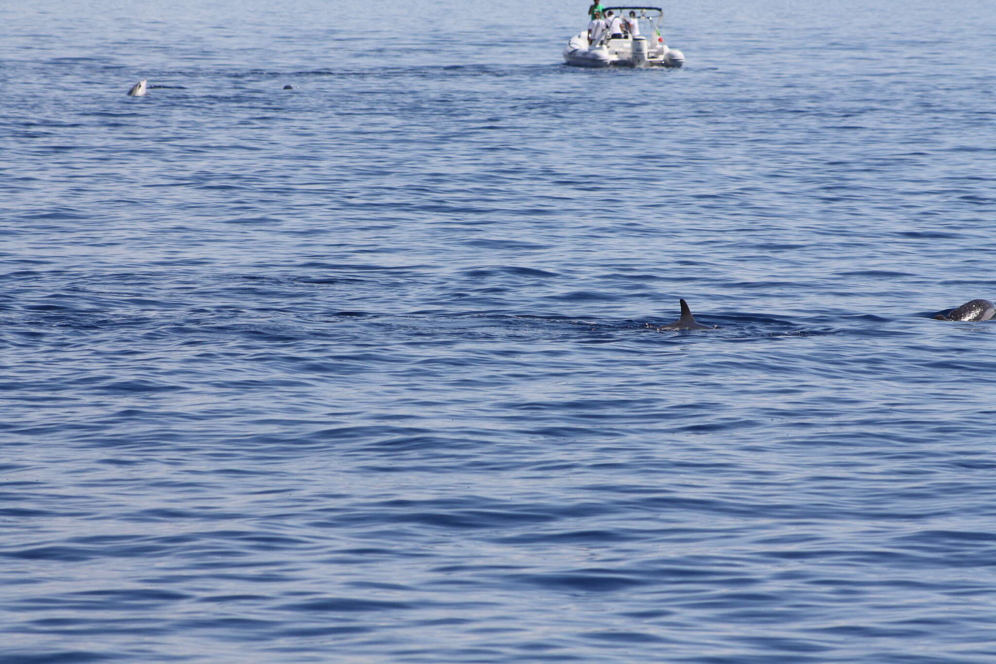 Image of Blue-white Dolphin