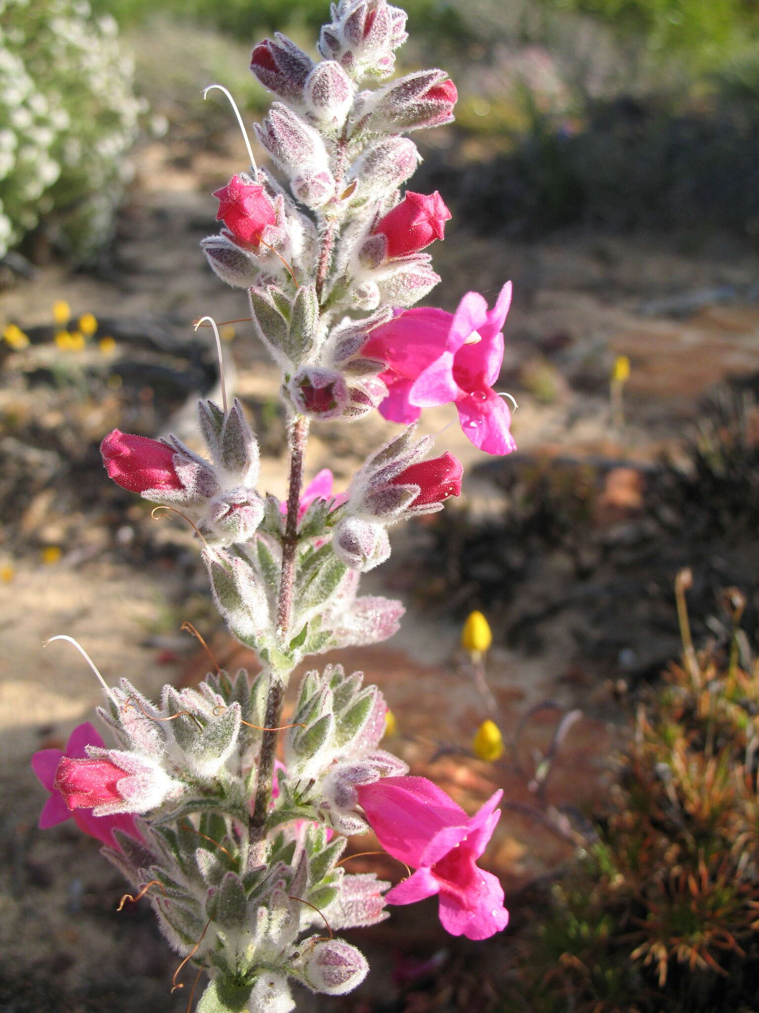 Image of Dasymalla terminalis Endl.