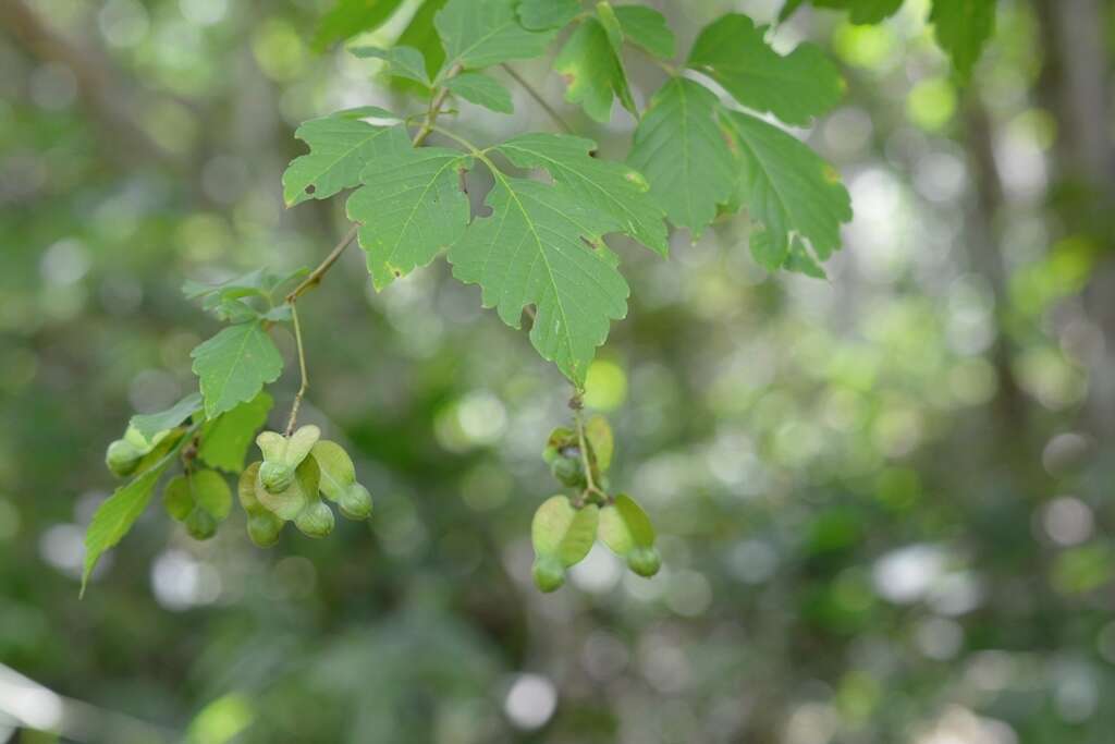 Image of Serjania racemosa Schum.