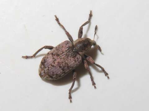Image of Dock Hyper Weevil