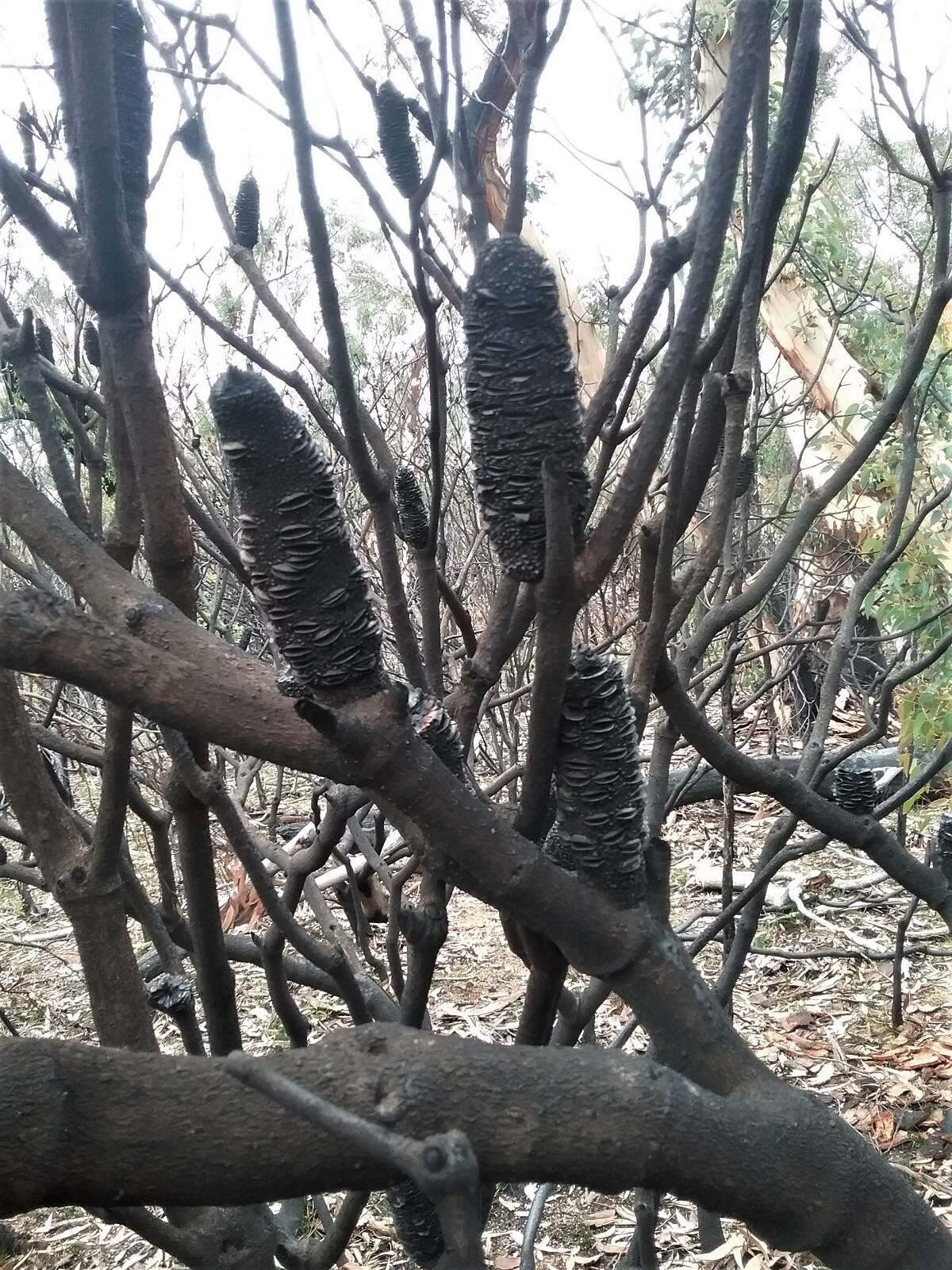 Image of Banksia penicillata (A. S. George) K. Thiele