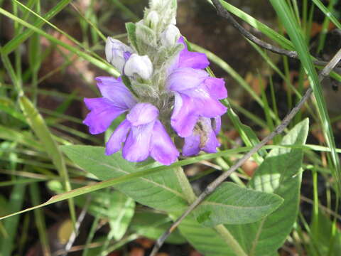 Image de Justicia chrysotrichoma Pohl ex Nees