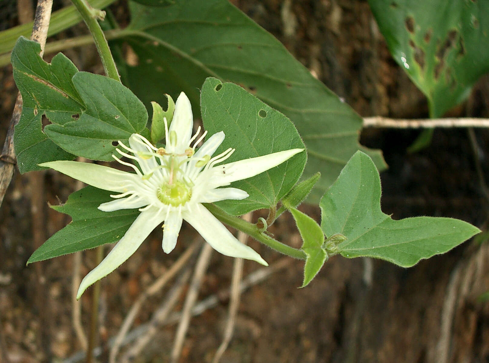 Image of Passiflora capsularis L.