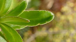 Image of Veronica benthamii Hook. fil.