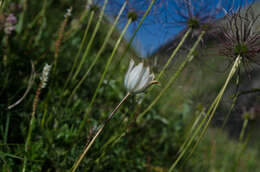 Image of Pulsatilla alpina subsp. font-queri Lainz & P. Monts.