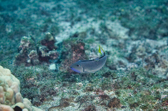 Image of Gilded triggerfish