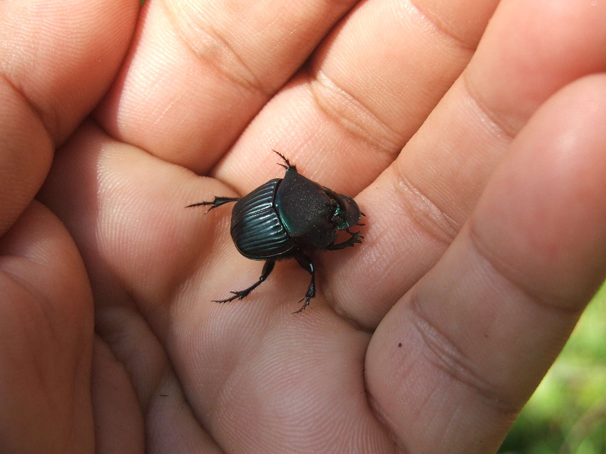 Imagem de Phanaeus (Notiophanaeus) endymion Harold 1863