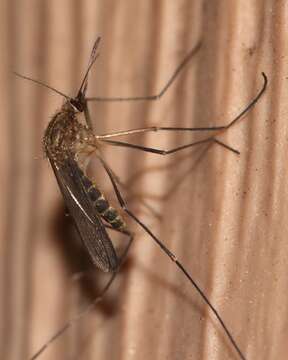 Image of mosquito