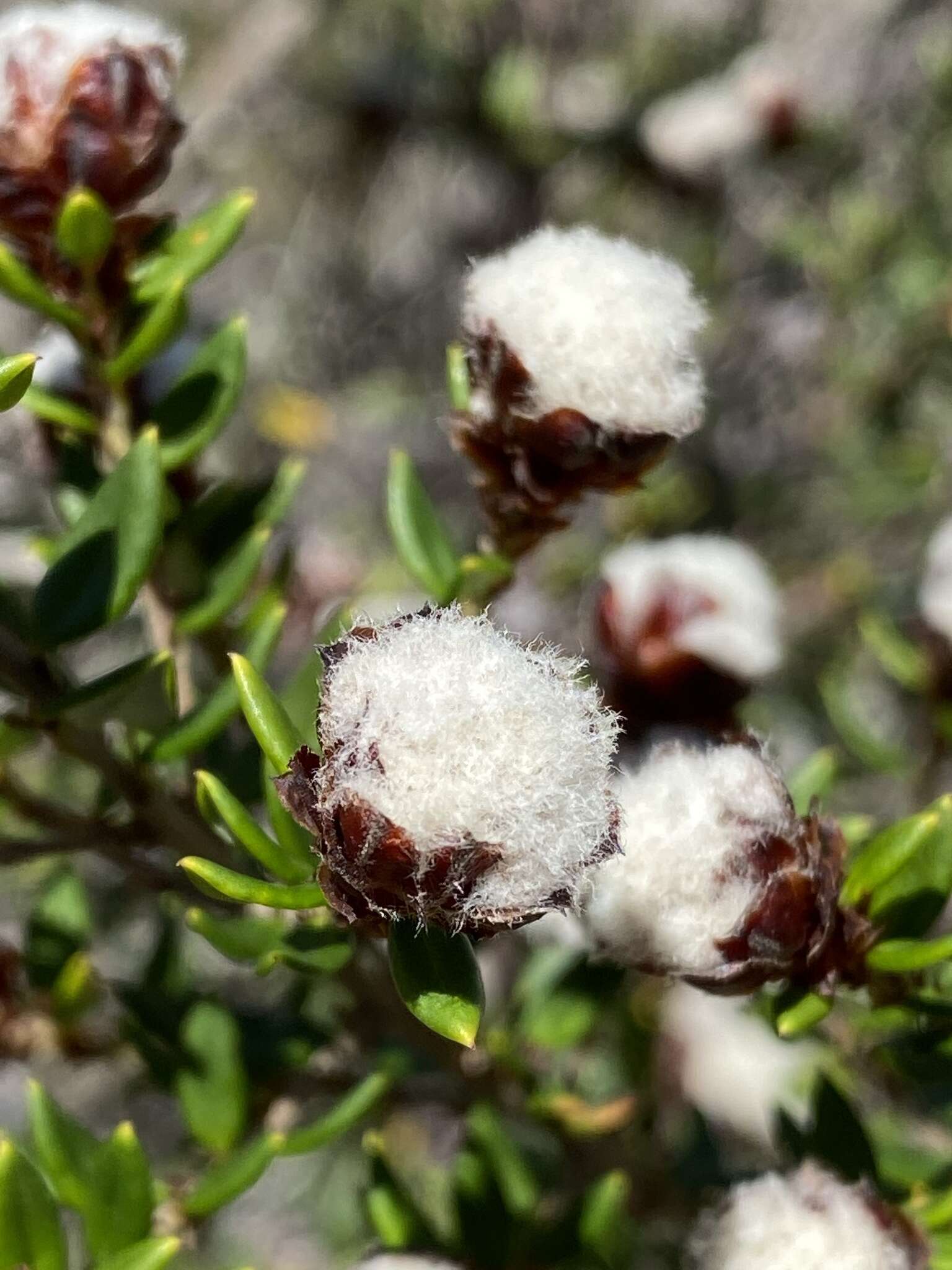 Imagem de Spyridium scortechinii (F. Müll.) K. R. Thiele