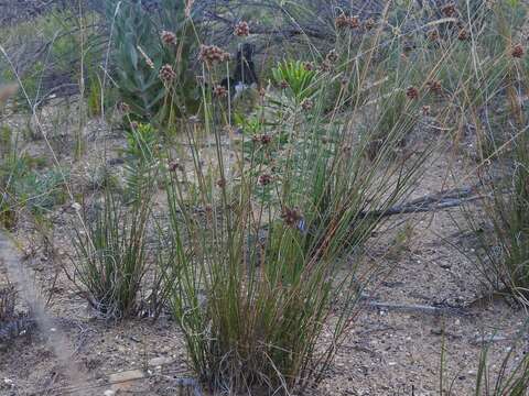 Image of Ficinia ecklonea (Steud.) Nees