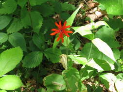 Image de Silene fulgens (Spreng.) E. H. L. Krause