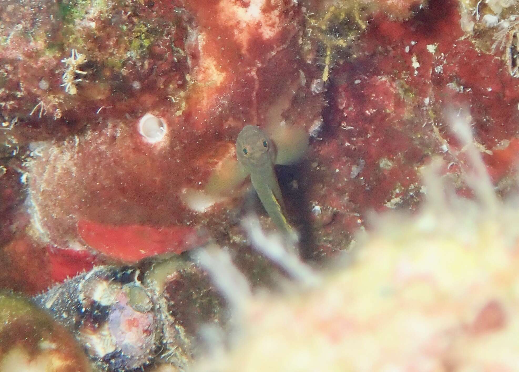 Image of Golden goby