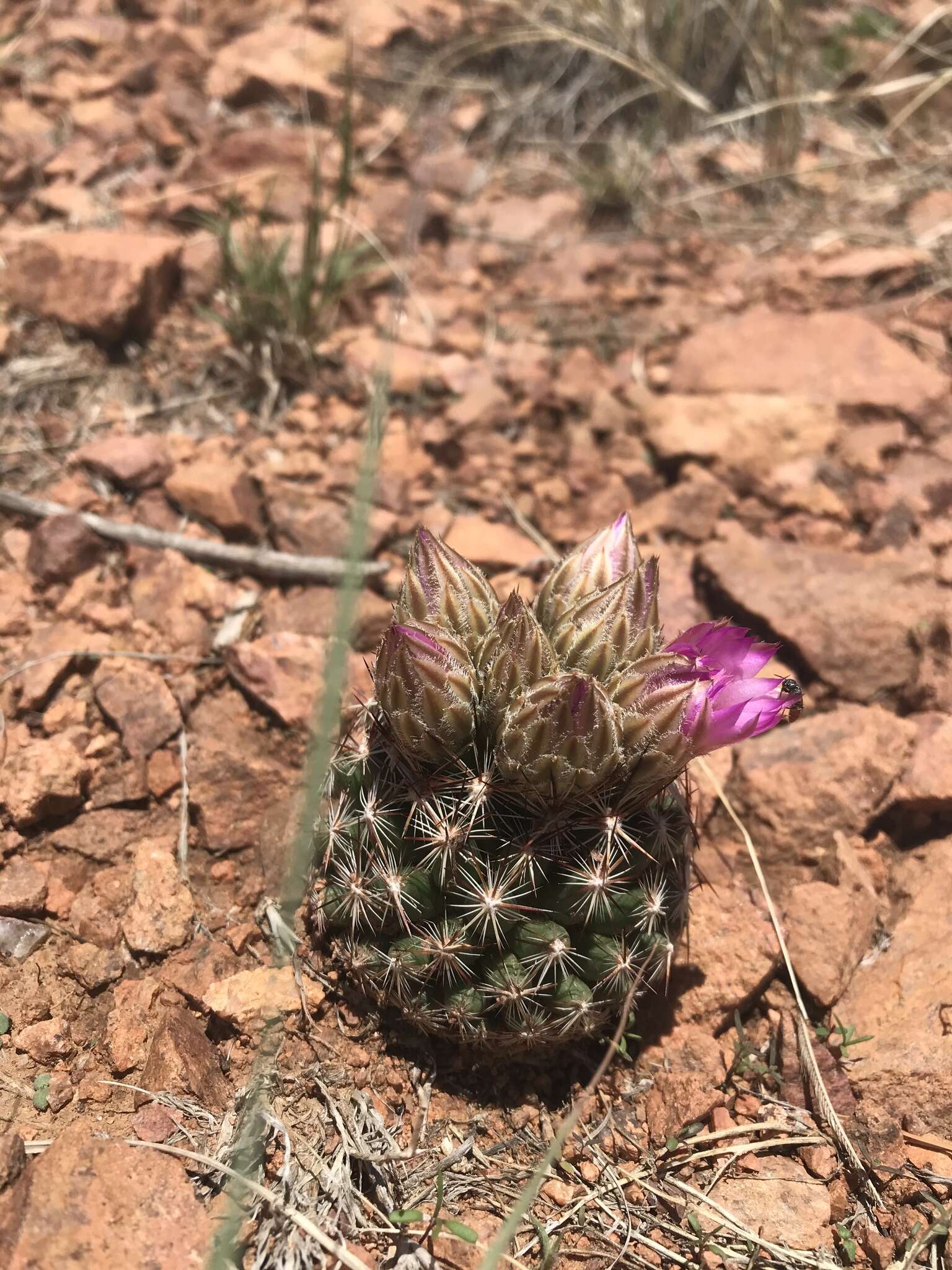 Image of Wright's Fishhook Cactus