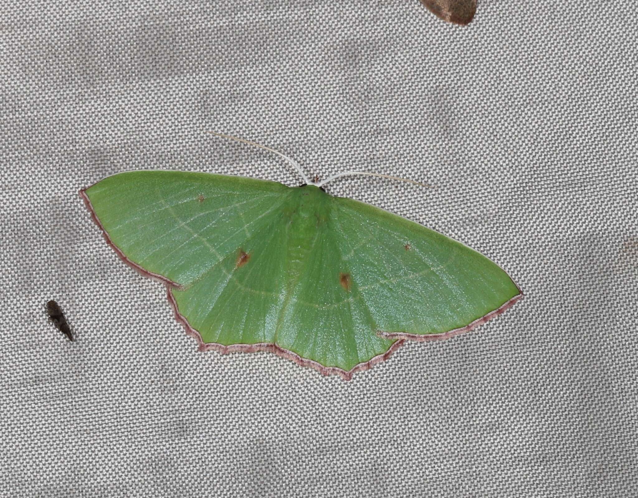 Sivun Chrysochloroma megaloptera Lower 1894 kuva