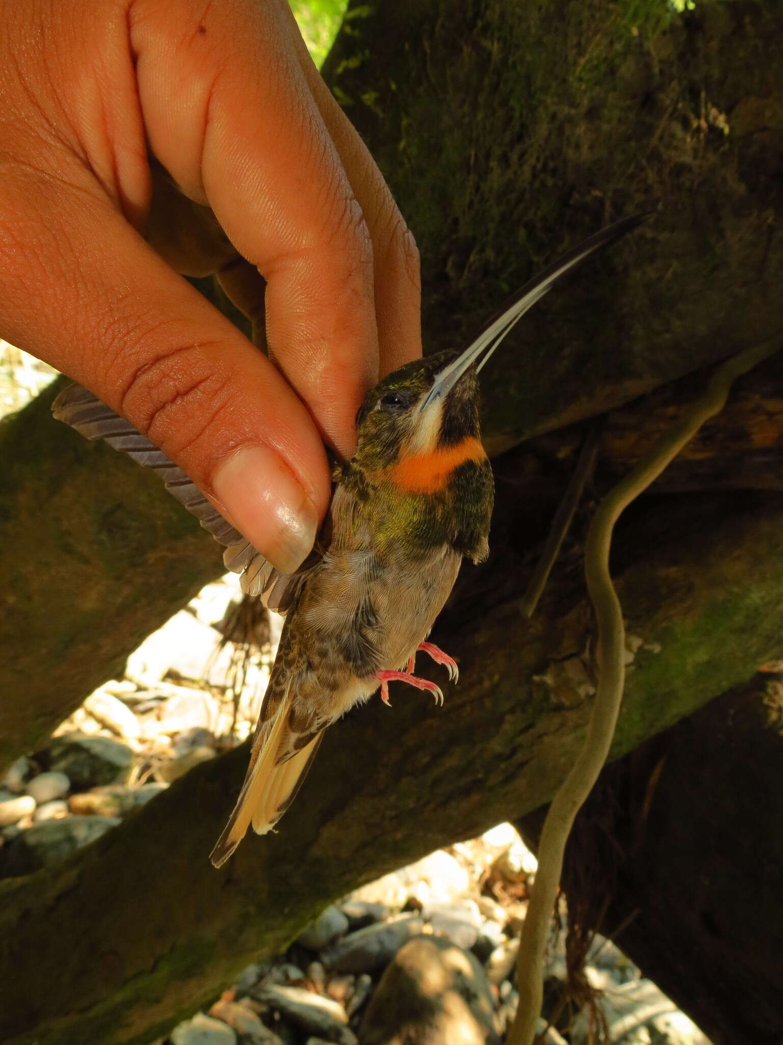 Image of Pale-tailed Barbthroat