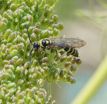 Myzinum frontalis (Cresson 1875)的圖片