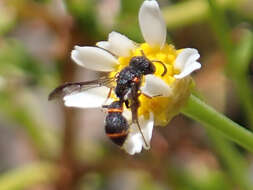 Imagem de Leptochilus eatoni gomerensis Giordani Soika 1974