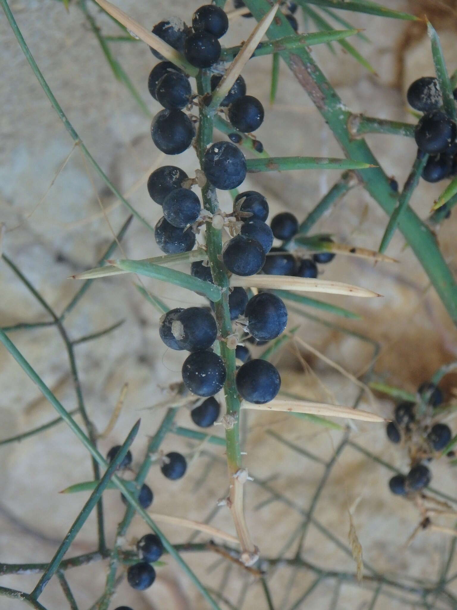 Image of Asparagus horridus L.