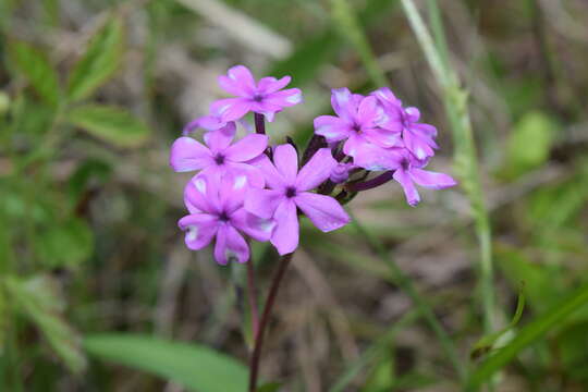 Imagem de Phlox amoena subsp. lighthipei (Small) Wherry