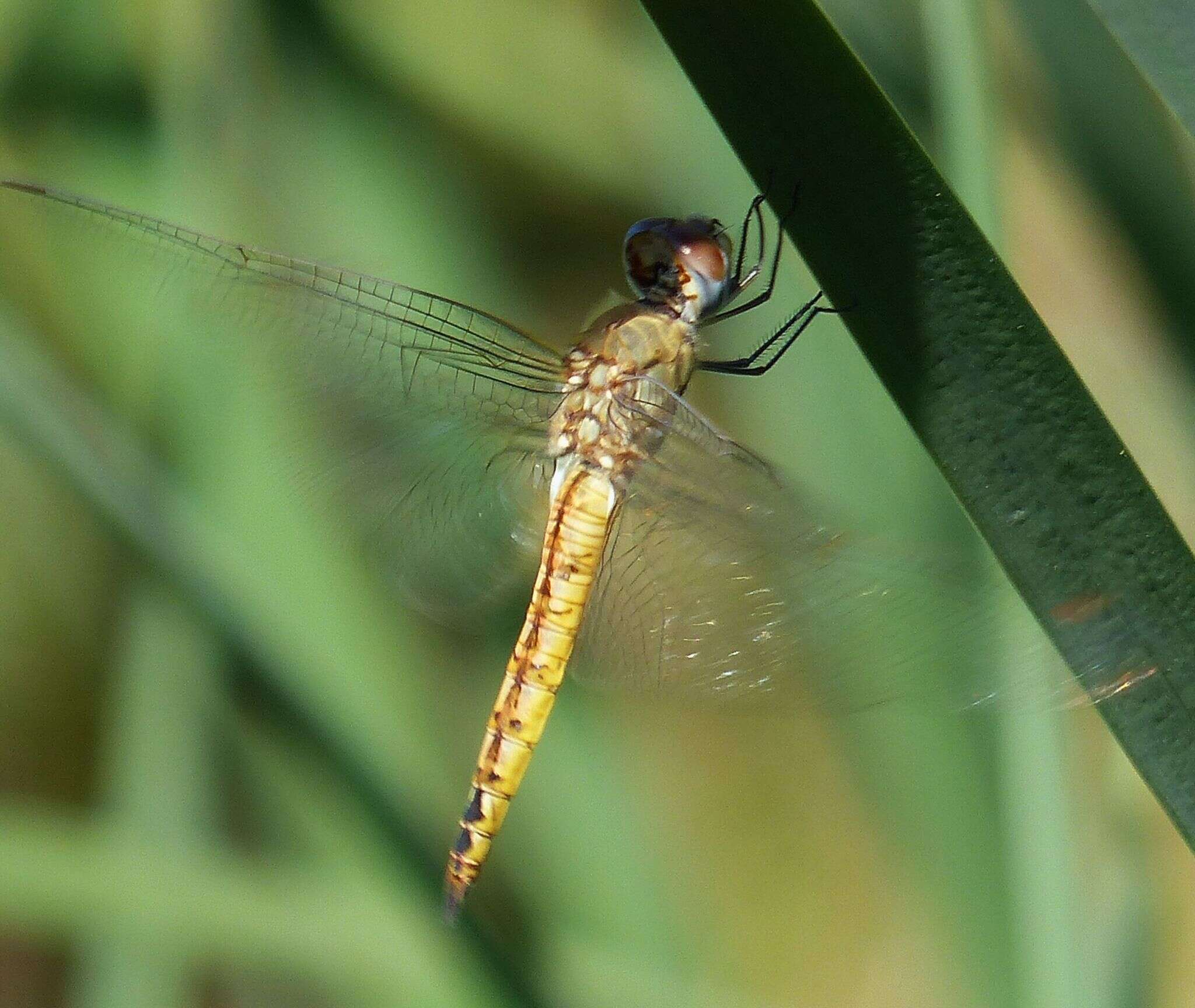 Image of Rainpool Gliders