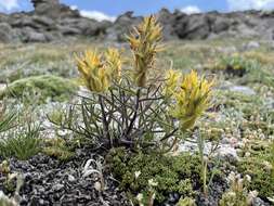 Image of shortflower Indian paintbrush