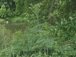 Image of bulbous chervil