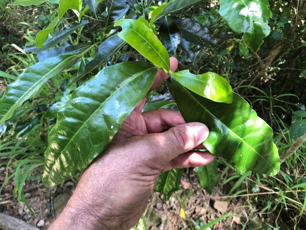 Image of Ixora beckleri Benth.