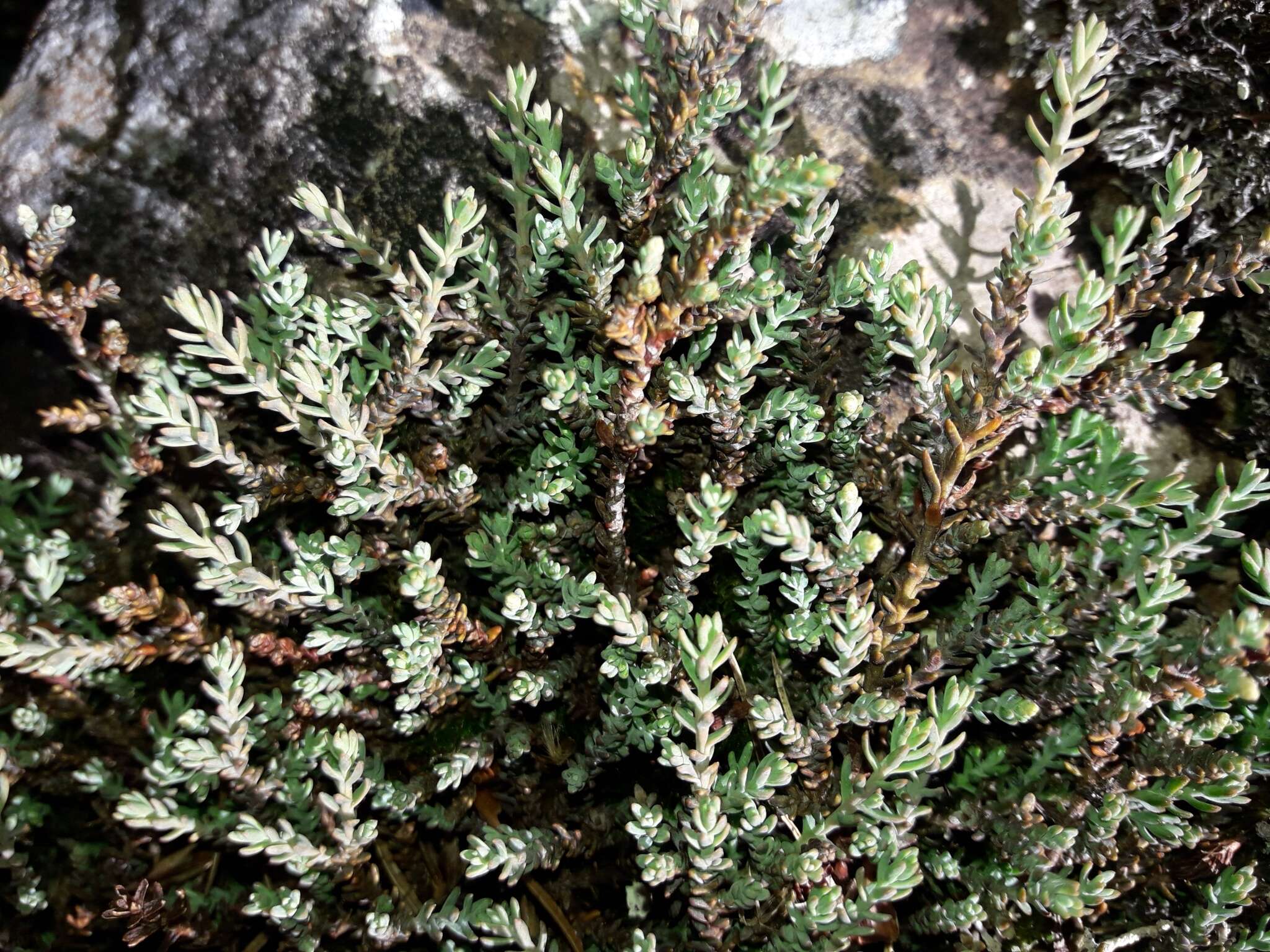 Imagem de Lepidothamnus laxifolius (Hook. fil.) Quinn