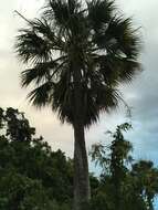 Image of Puerto Rico palmetto