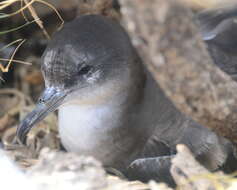 Image of Wedge-tailed Shearwater