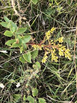 Imagem de Solidago missouriensis Nutt.