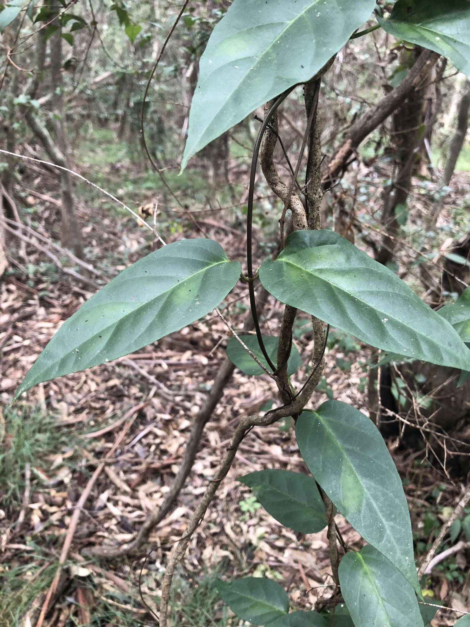 Image of Parsonsia purpurascens J. B. Williams