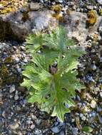 Image of arctic sweet coltsfoot