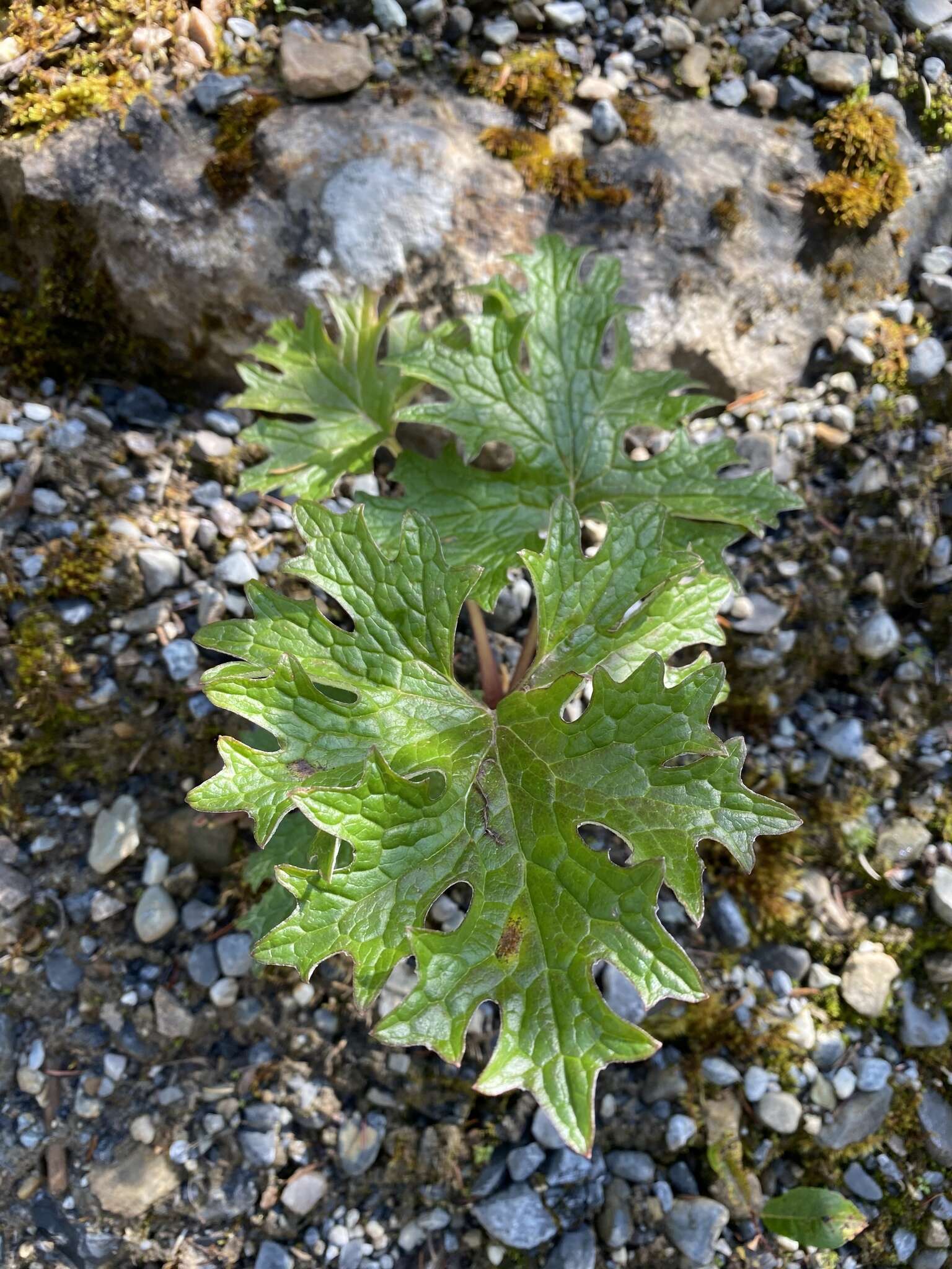 Plancia ëd Petasites frigidus subsp. frigidus