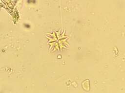 Image of Stauridium