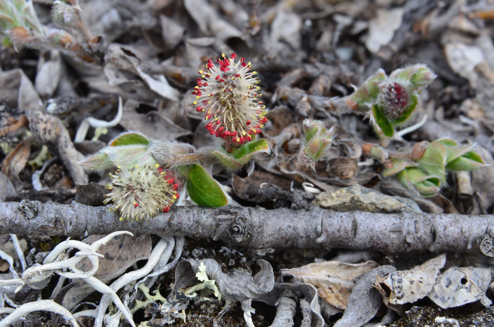 صورة Salix reptans Rupr.