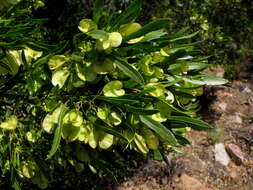 Image de Dodonaea viscosa subsp. angustifolia (L. fil.) J. G. West