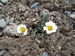 Image of Callianthemum alatavicum Freyn