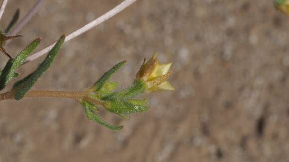 Image of desert blazingstar