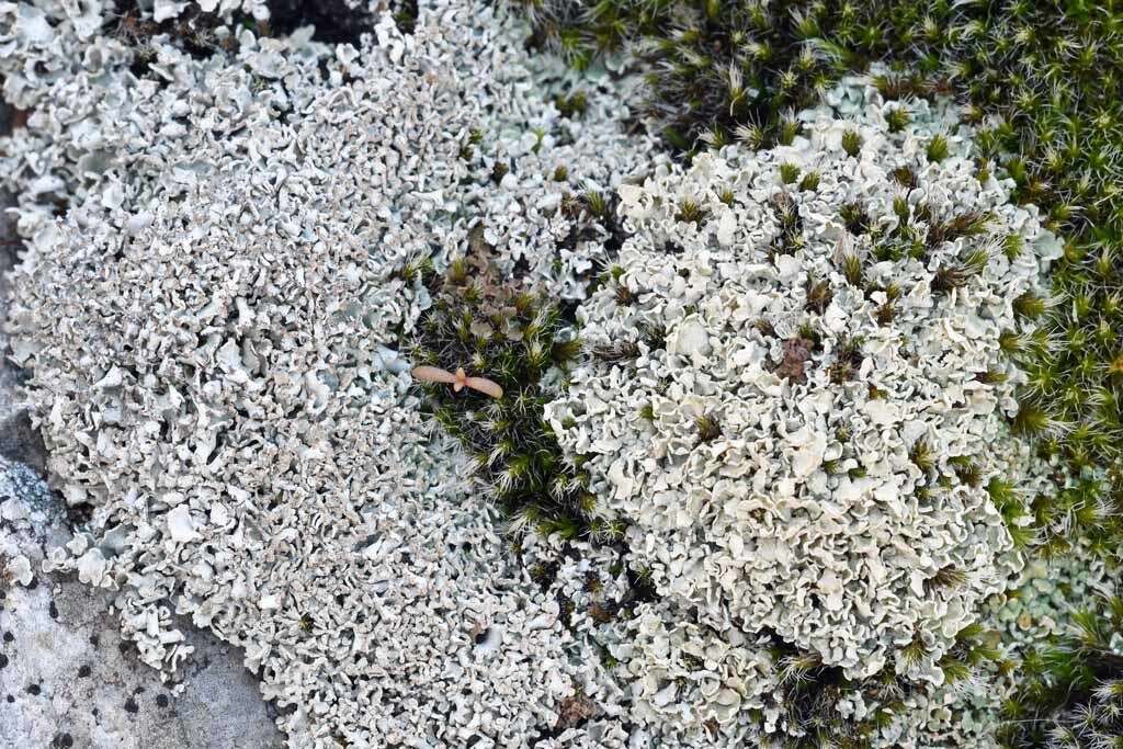 صورة Cladonia stipitata Lendemer & B. P. Hodk.