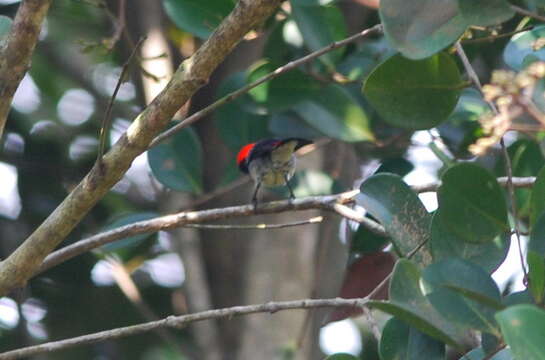 Image of Scarlet-backed Flowerpecker