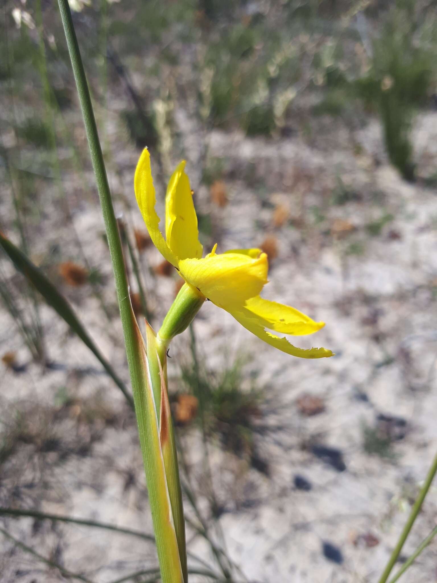 Image of Bobartia filiformis (L. fil.) Ker Gawl.