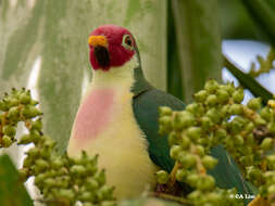 Image of Jambu Fruit Dove