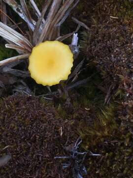 Imagem de Lichenomphalia hudsoniana (H. S. Jenn.) Redhead, Lutzoni, Moncalvo & Vilgalys 2002