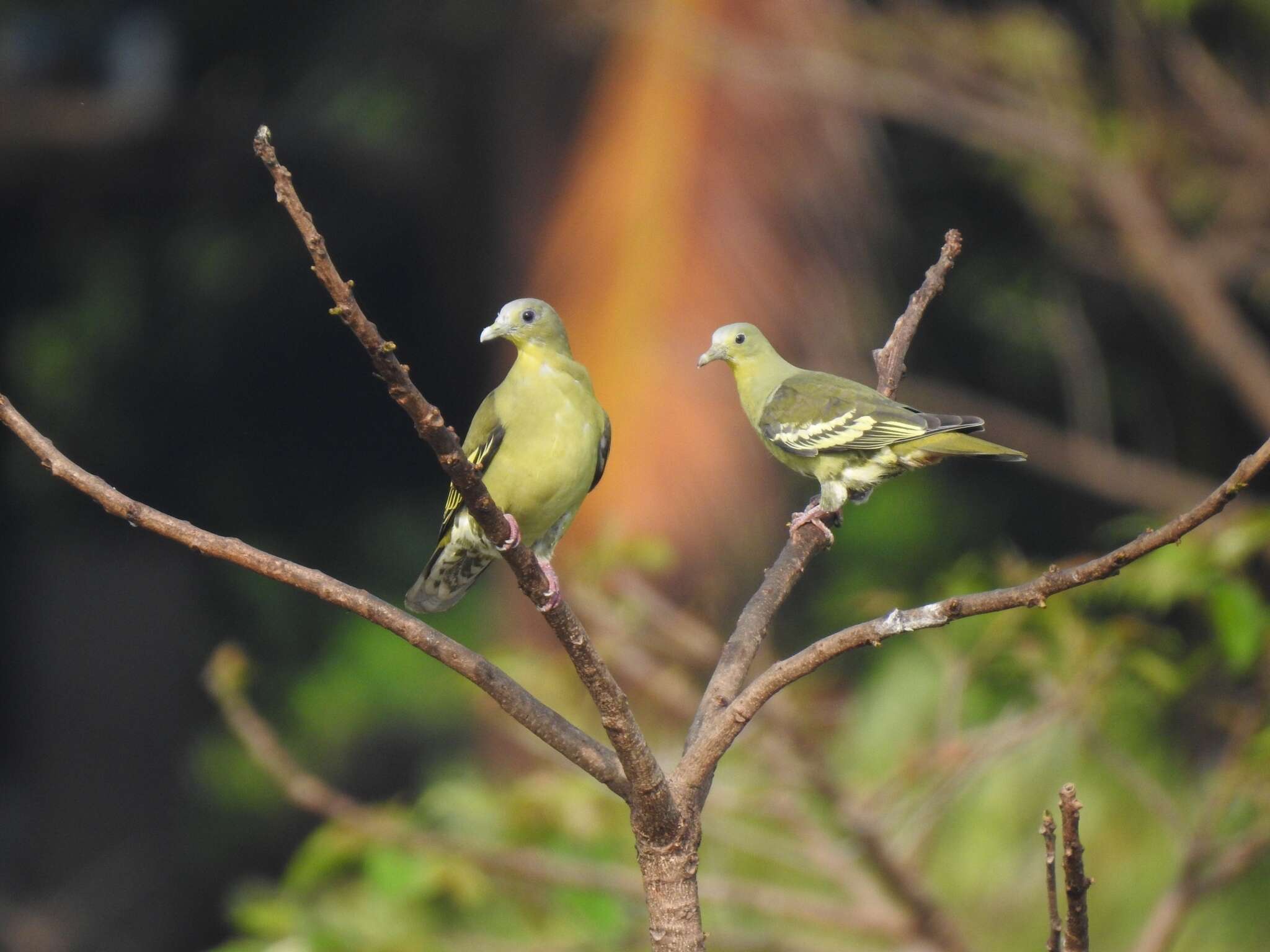 Image of Grey-fronted Green Pigeon