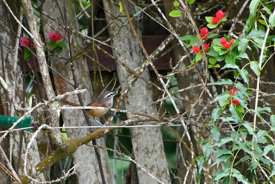 Image of Superciliated Wren